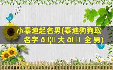 小泰迪起名男(泰迪狗狗取名字 🦋 大 🐠 全 男)